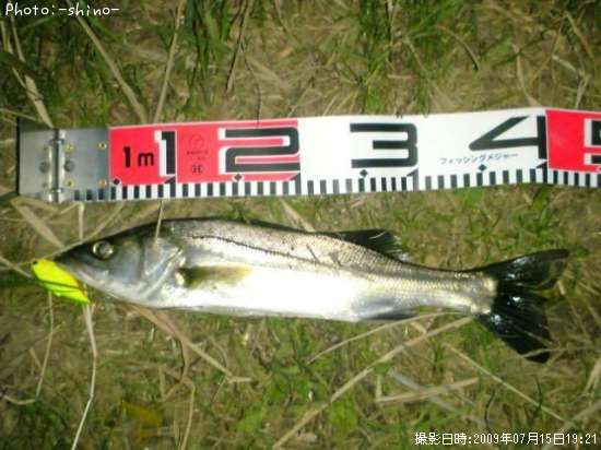 �����Х�