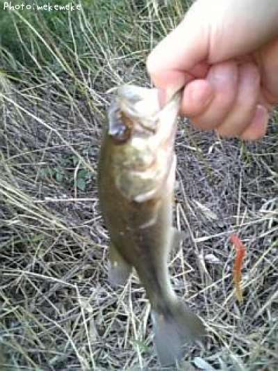 �֥�å��Х�