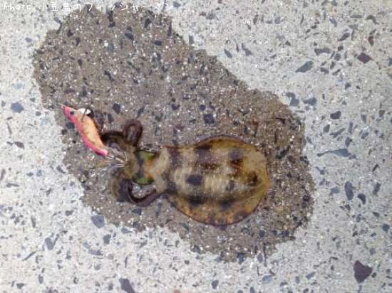 �����ꥤ��