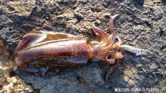 �����ꥤ��