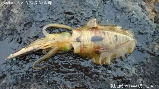 �����ꥤ��