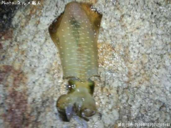 �����ꥤ��