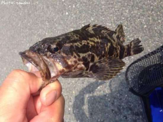 �����Υ���Х�