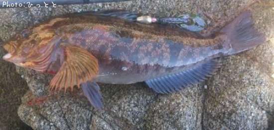 �����ʥ�