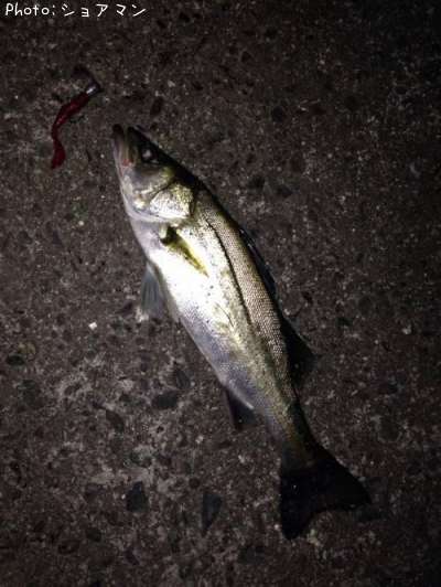 �����Х�