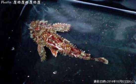 ���˥�����