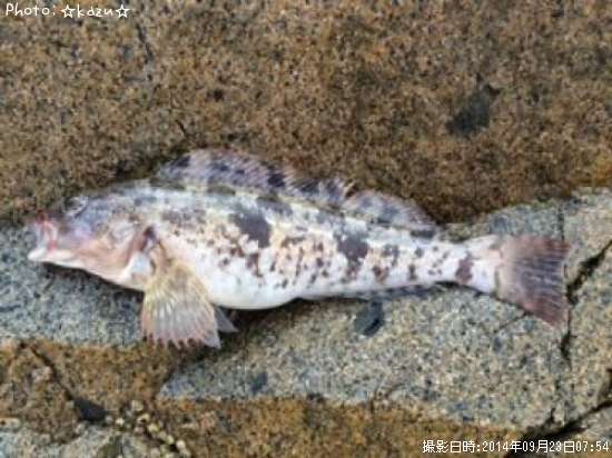 �����ʥ�