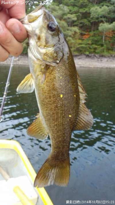 ���⡼��ޥ����Х�