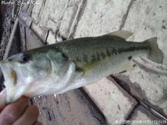 �֥�å��Х�