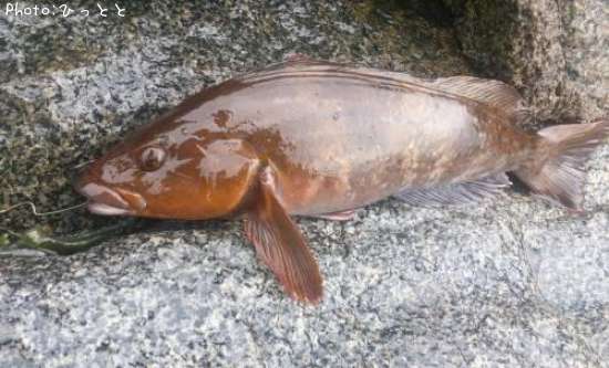 �����ʥ�