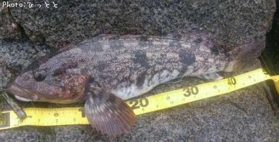 �����ʥ�