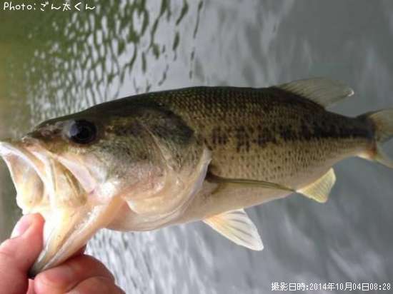 �֥�å��Х�