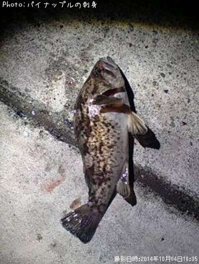 �٥å�������