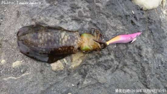 �����ꥤ��