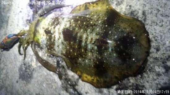 �����ꥤ��