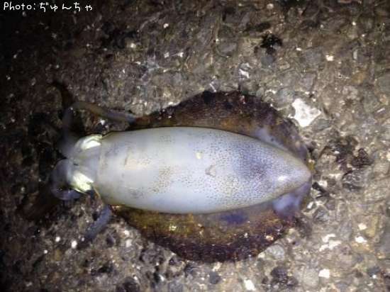 �����ꥤ��