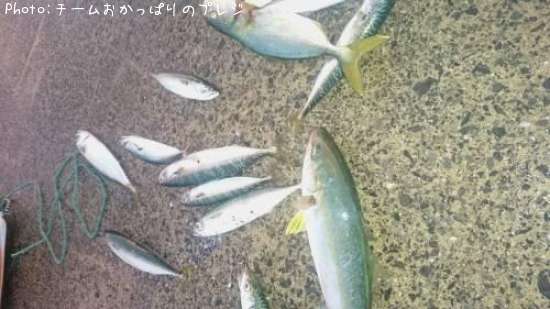 ��ʪ����