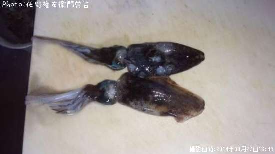 �����ꥤ��