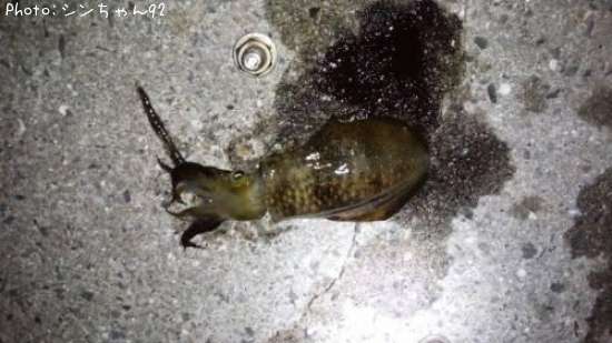 �����ꥤ��