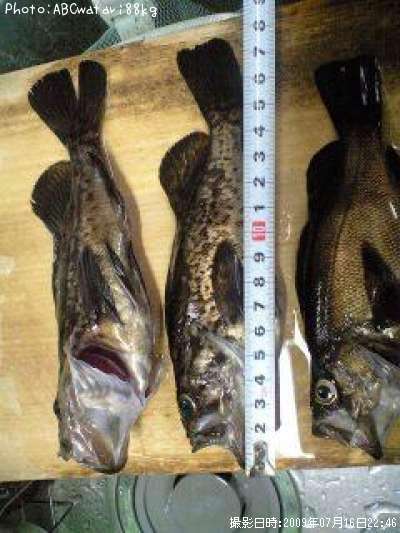 �����Υ���Х�