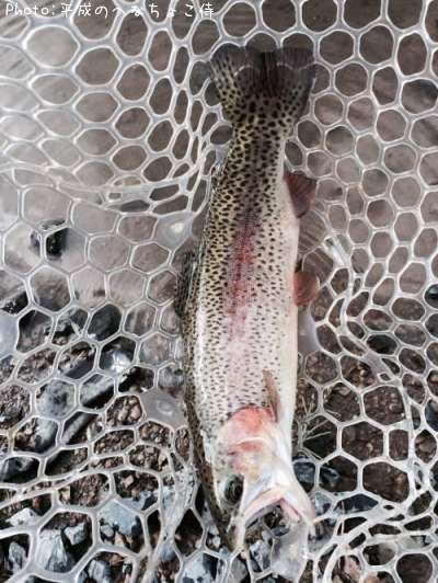 �쥤��ܡ��ȥ饦��