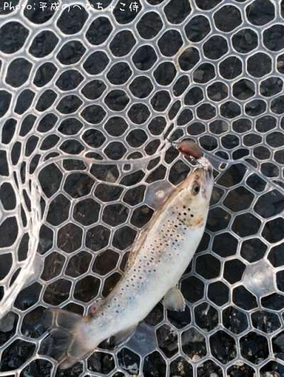 �֥饦��ȥ饦��