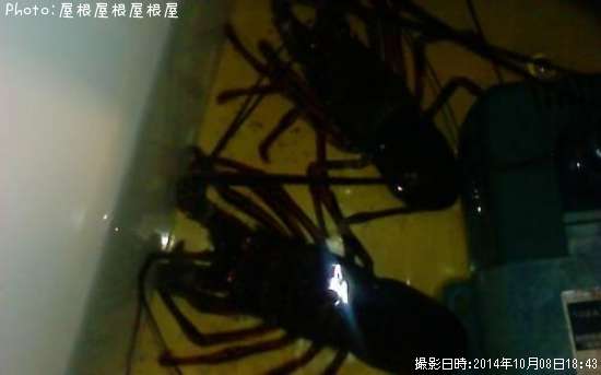 ������Ϸ