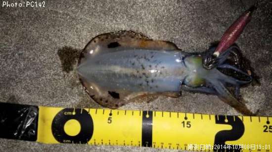 �����ꥤ��