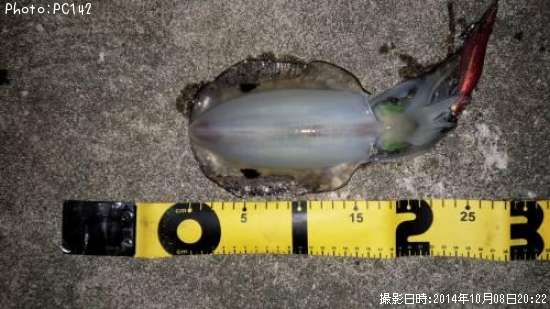 �����ꥤ��