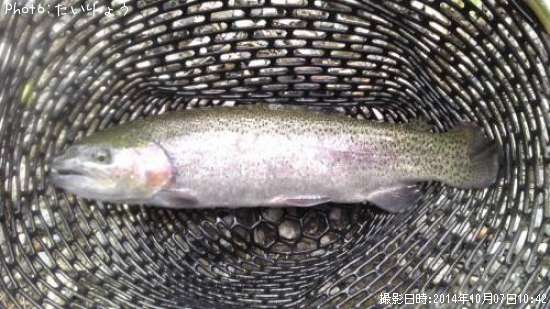 �쥤��ܡ��ȥ饦��