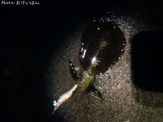 �����ꥤ��