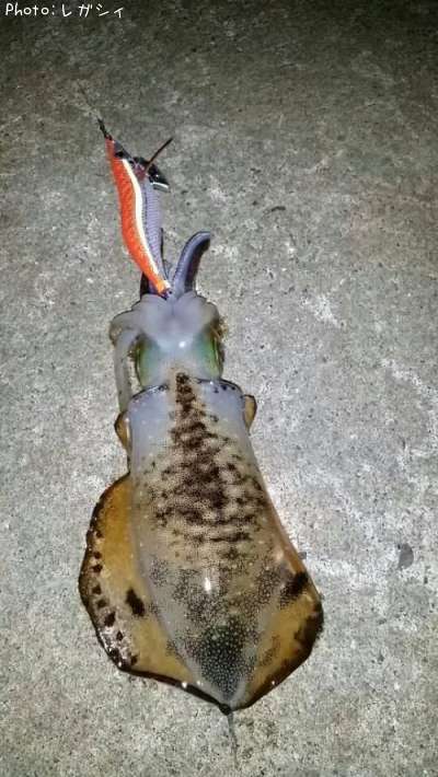 �����ꥤ��