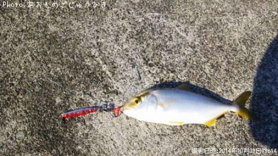 ����ѥ����ĵ���