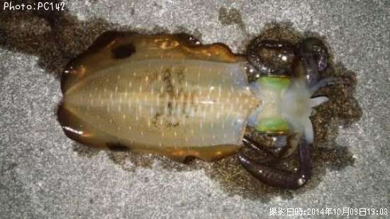 �����ꥤ��