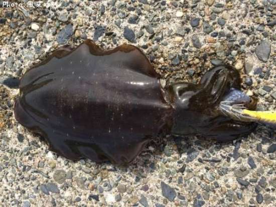 �����ꥤ��