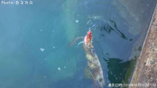 �����ꥤ��