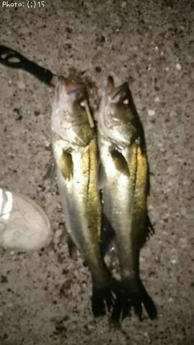 �����Х�