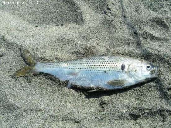 ���Υ���