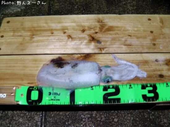 �����ꥤ��