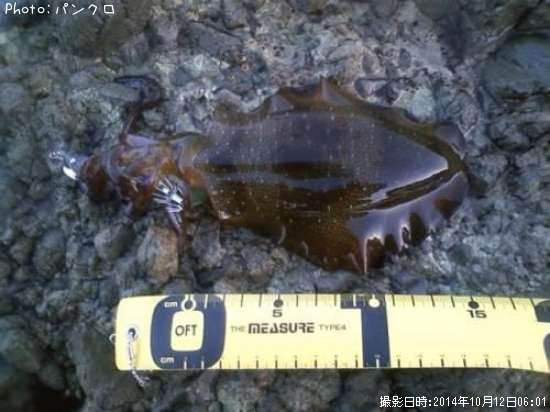 �����ꥤ��