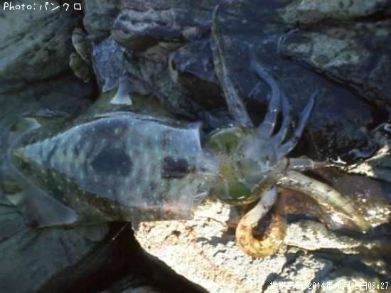 �����ꥤ��