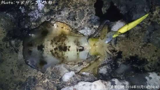 �����ꥤ��