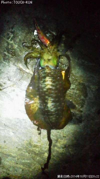 �����ꥤ��