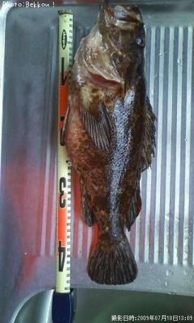 �٥å�������