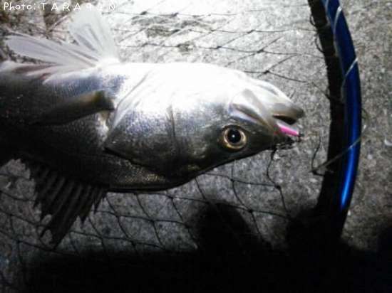 �����Х�