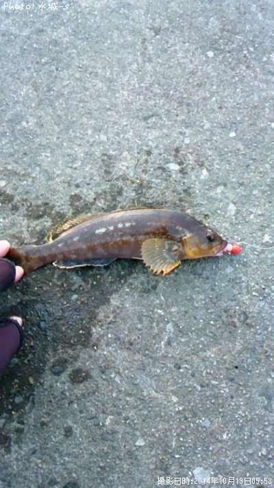 �ߥˡ������ʥ�