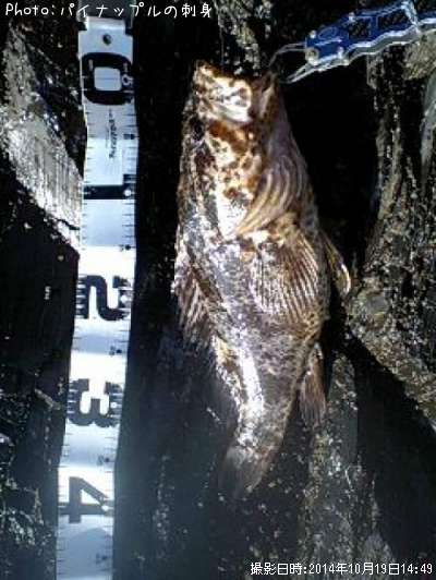 �٥å�������