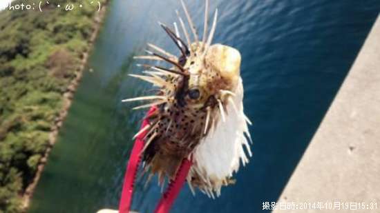 �ϡ����ꡡ���������󡡡��ܡ�����