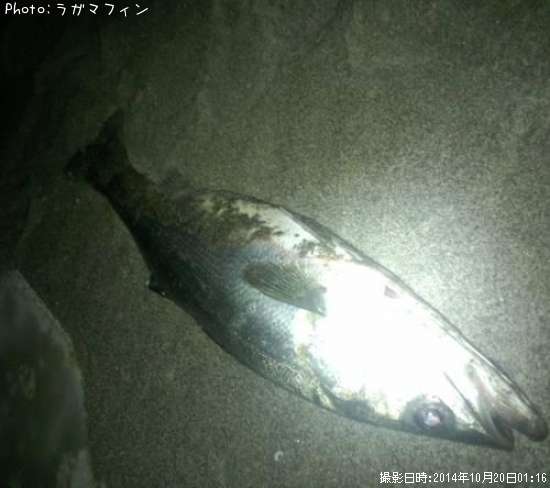 �����Х�