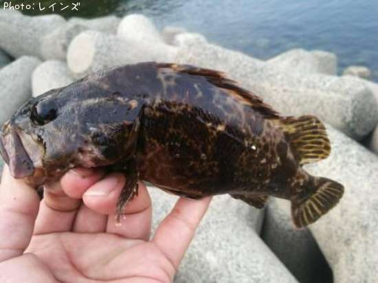 �����Υ���Х�